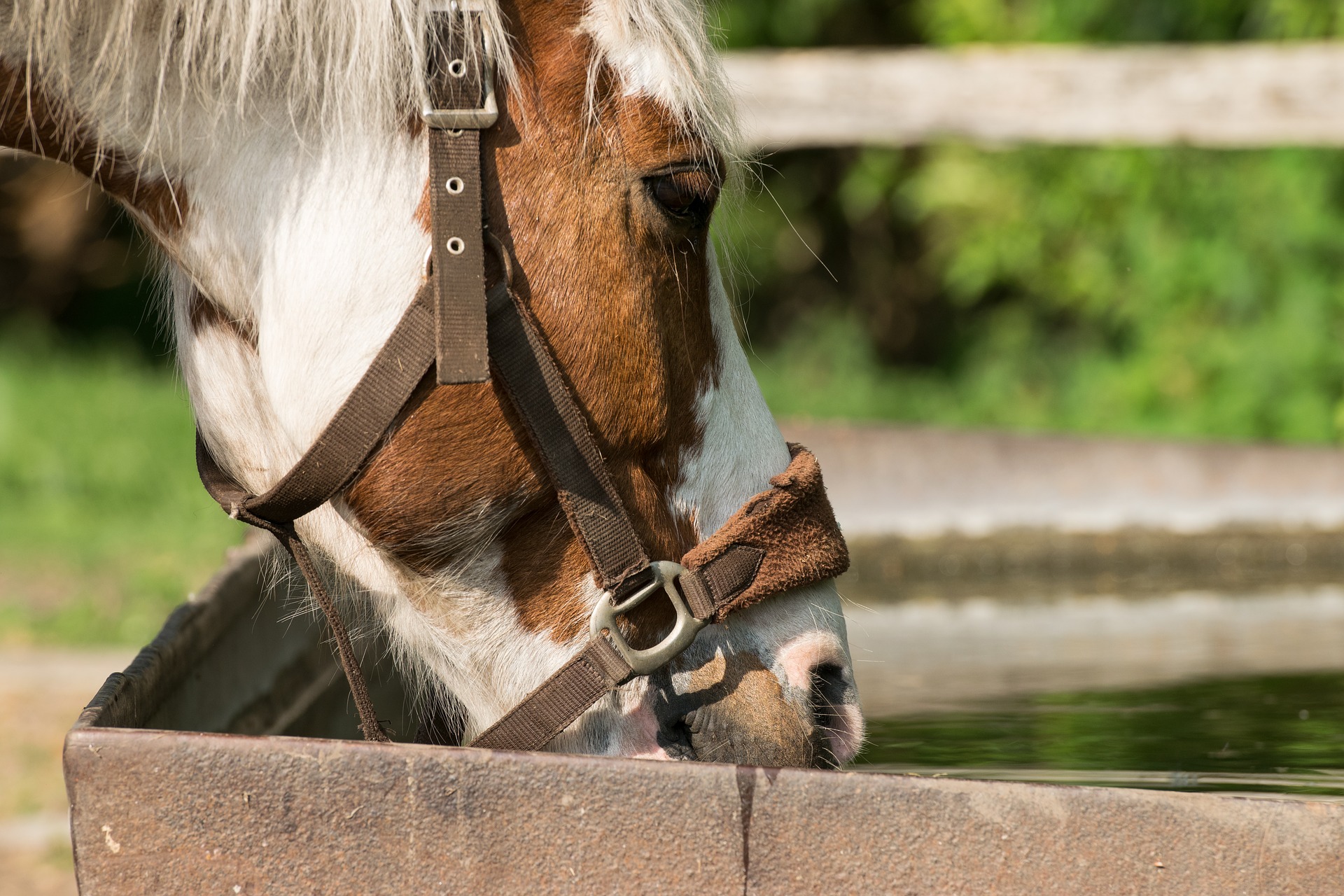 Best Automatic Horse Waterer