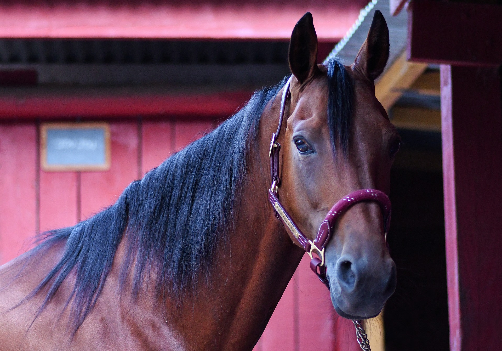 comfortable bitless bridle