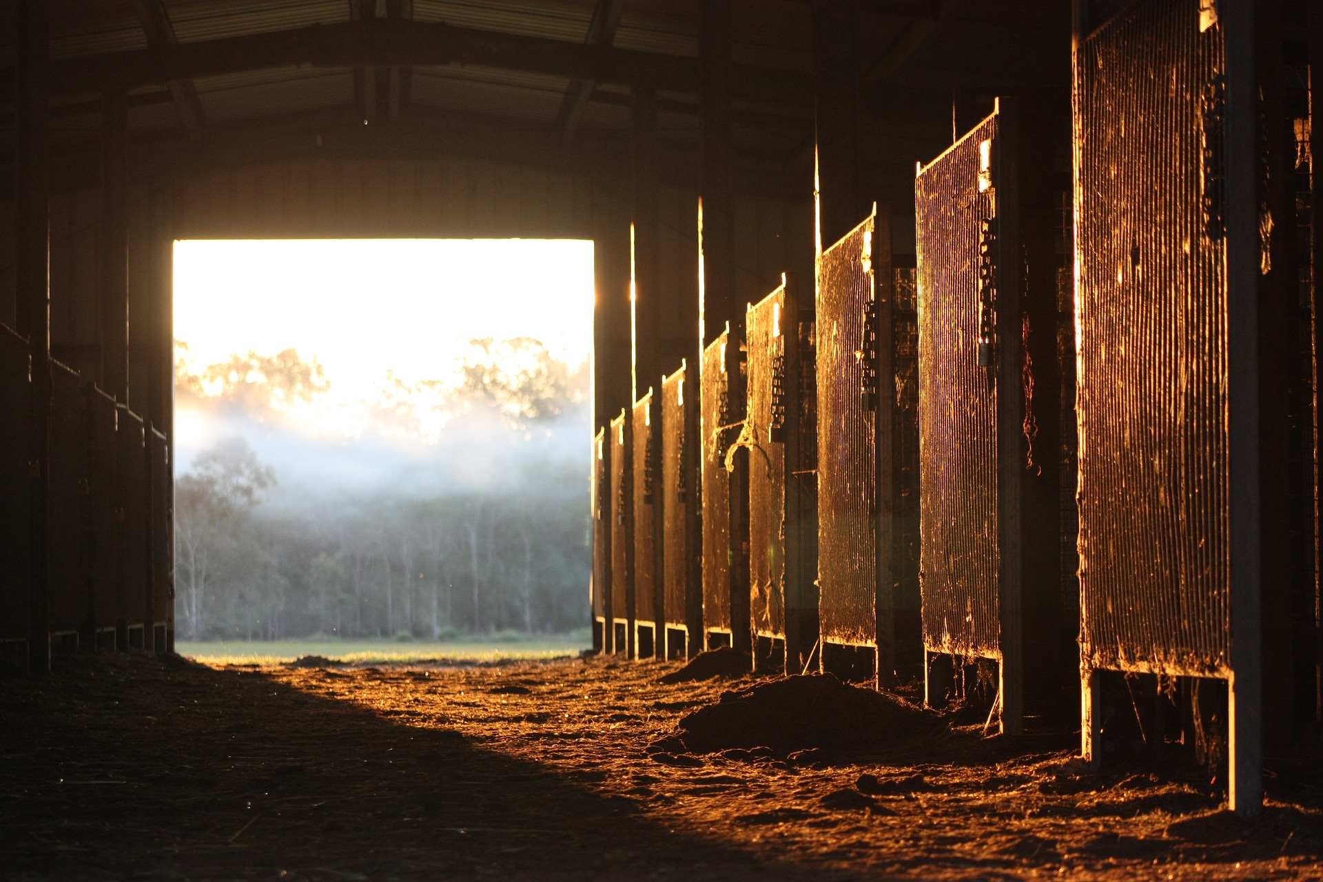 deworming in a horse stable