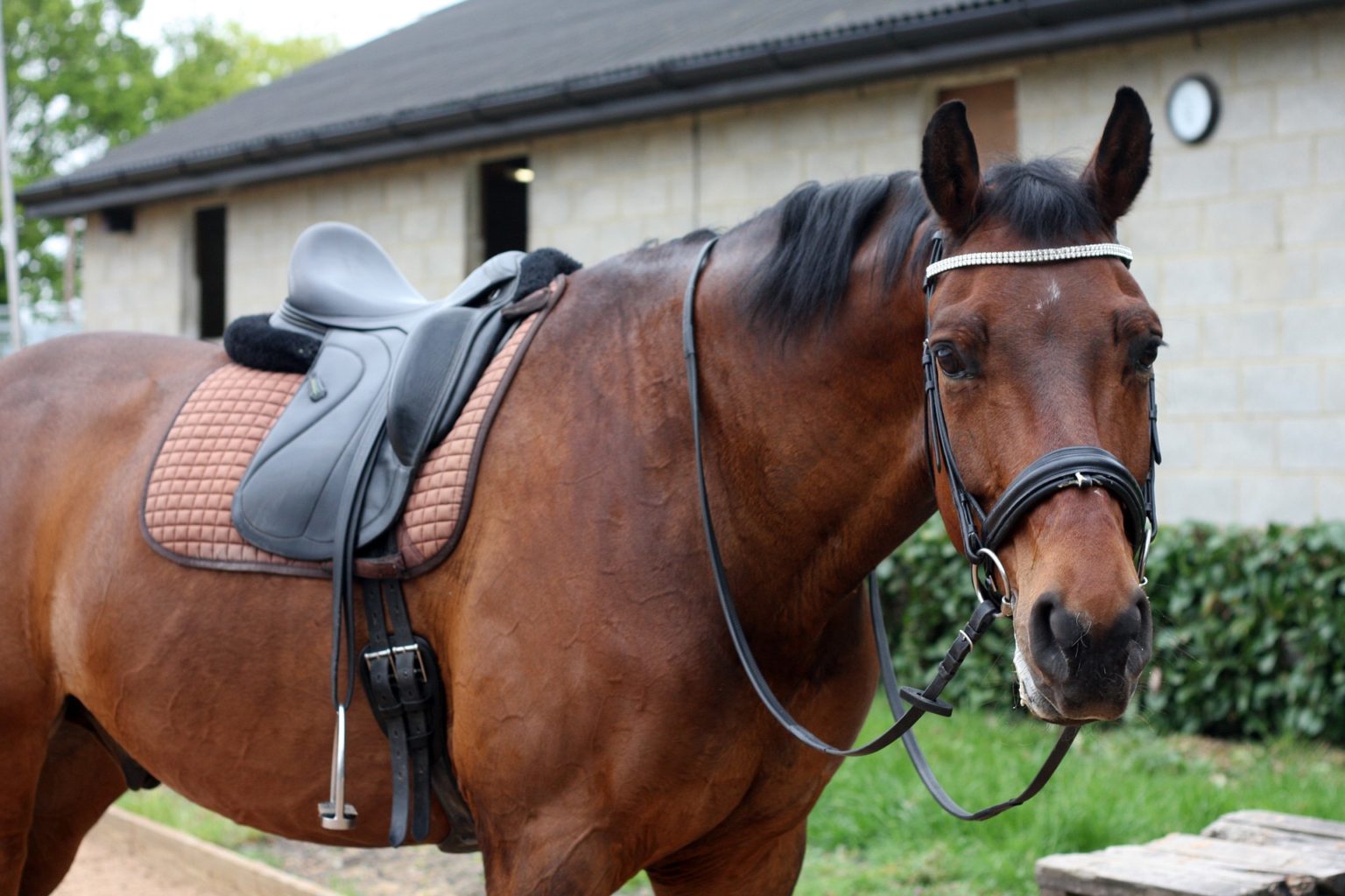 English Saddle Definition