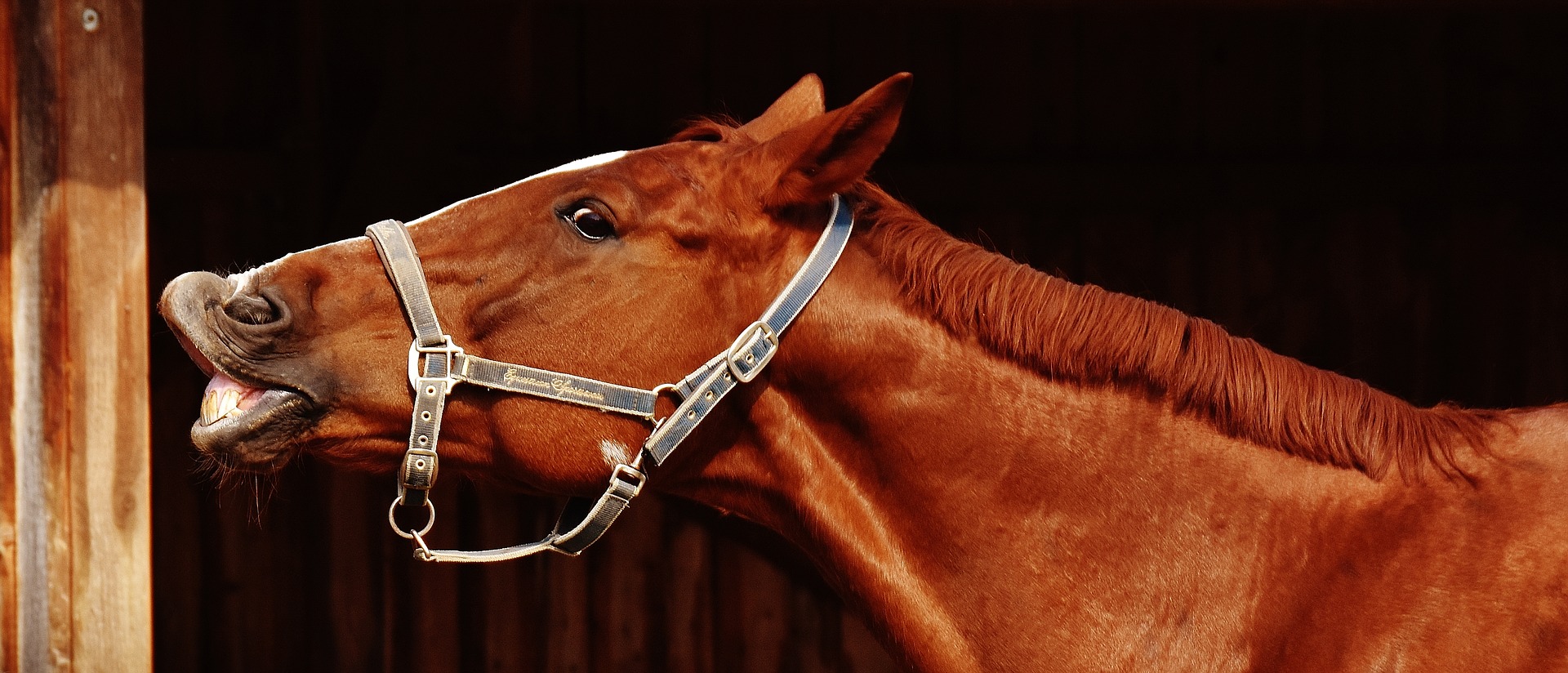 horse using bitless bridle