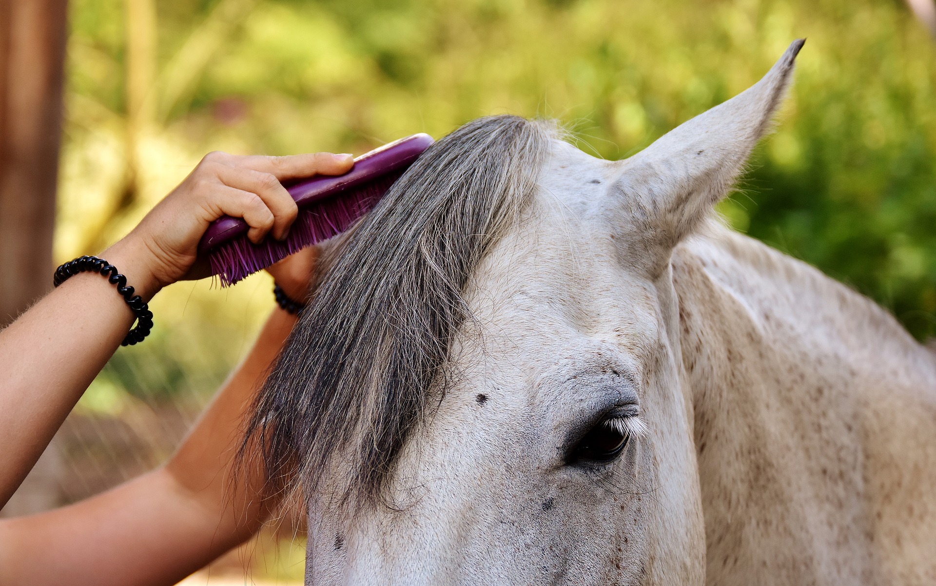 how to brush a horse