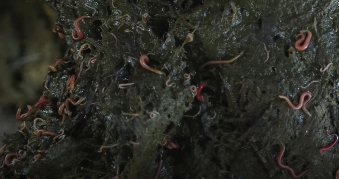 redworms in horse feces