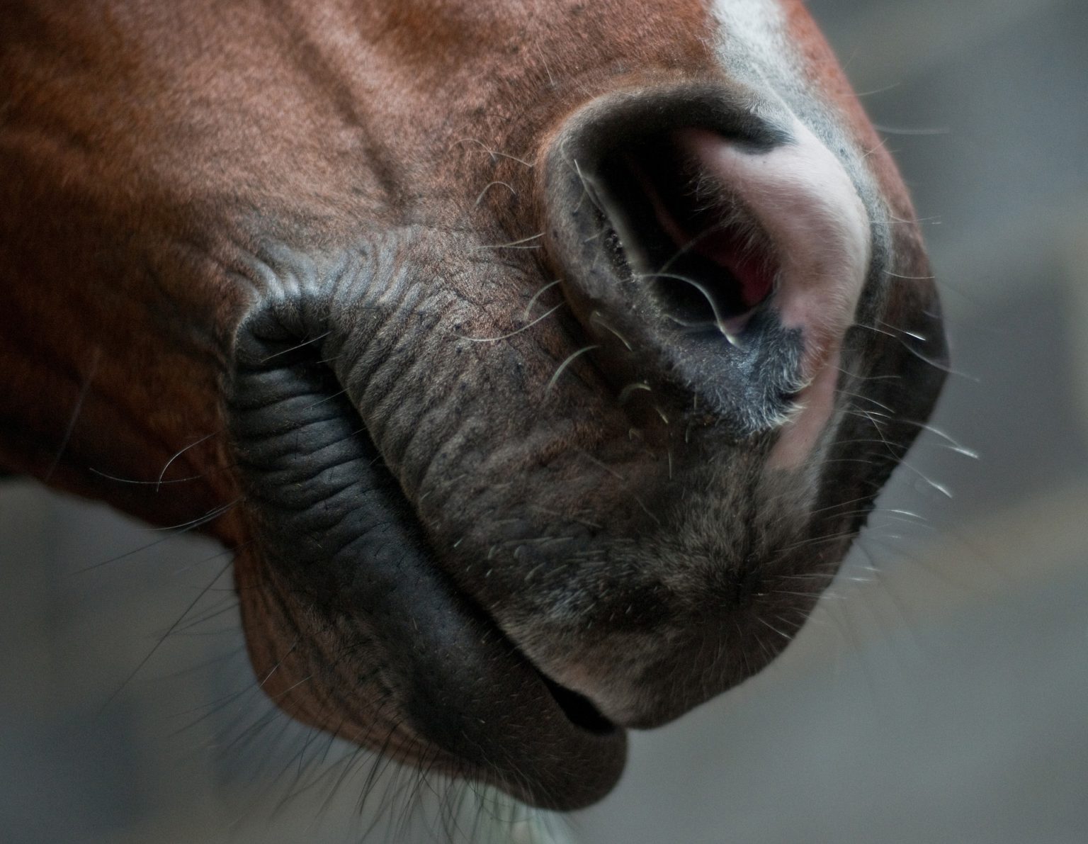 Can A Horse Vomit? All About the Horse’s Digestive System Equineigh