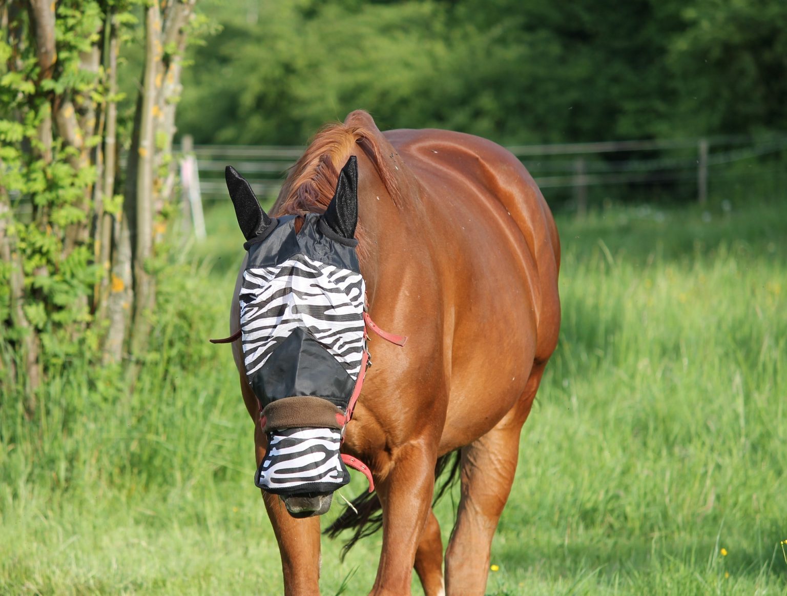 Fly Mask For Horses Pattern