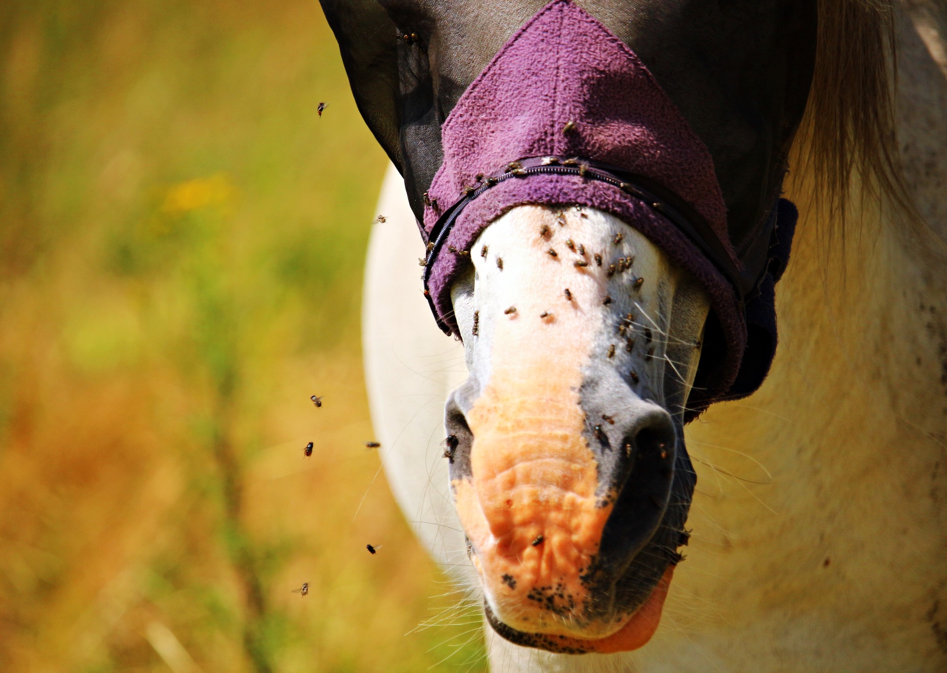 horse fly mask during the day