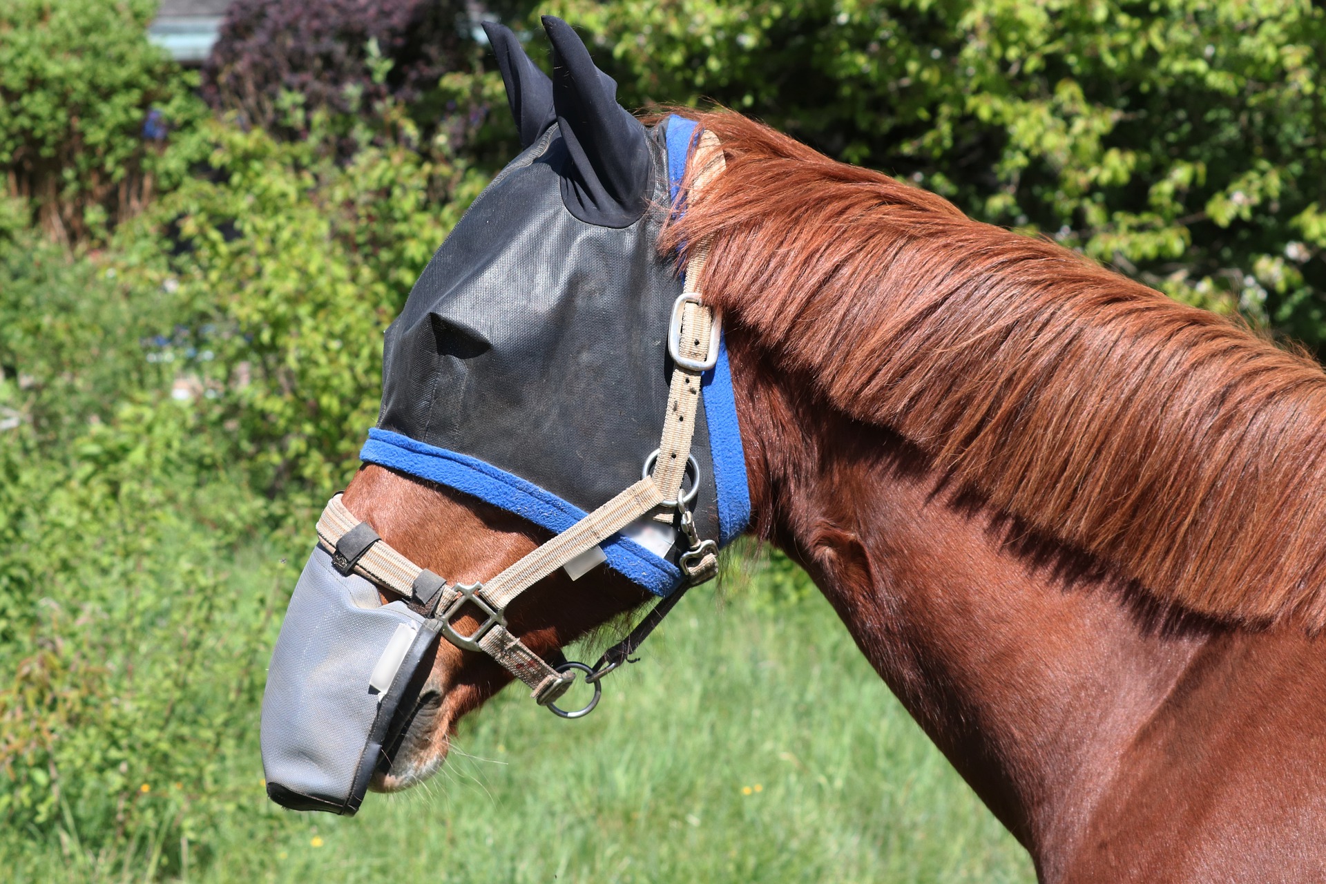 horse fly mask with ears and muzzle
