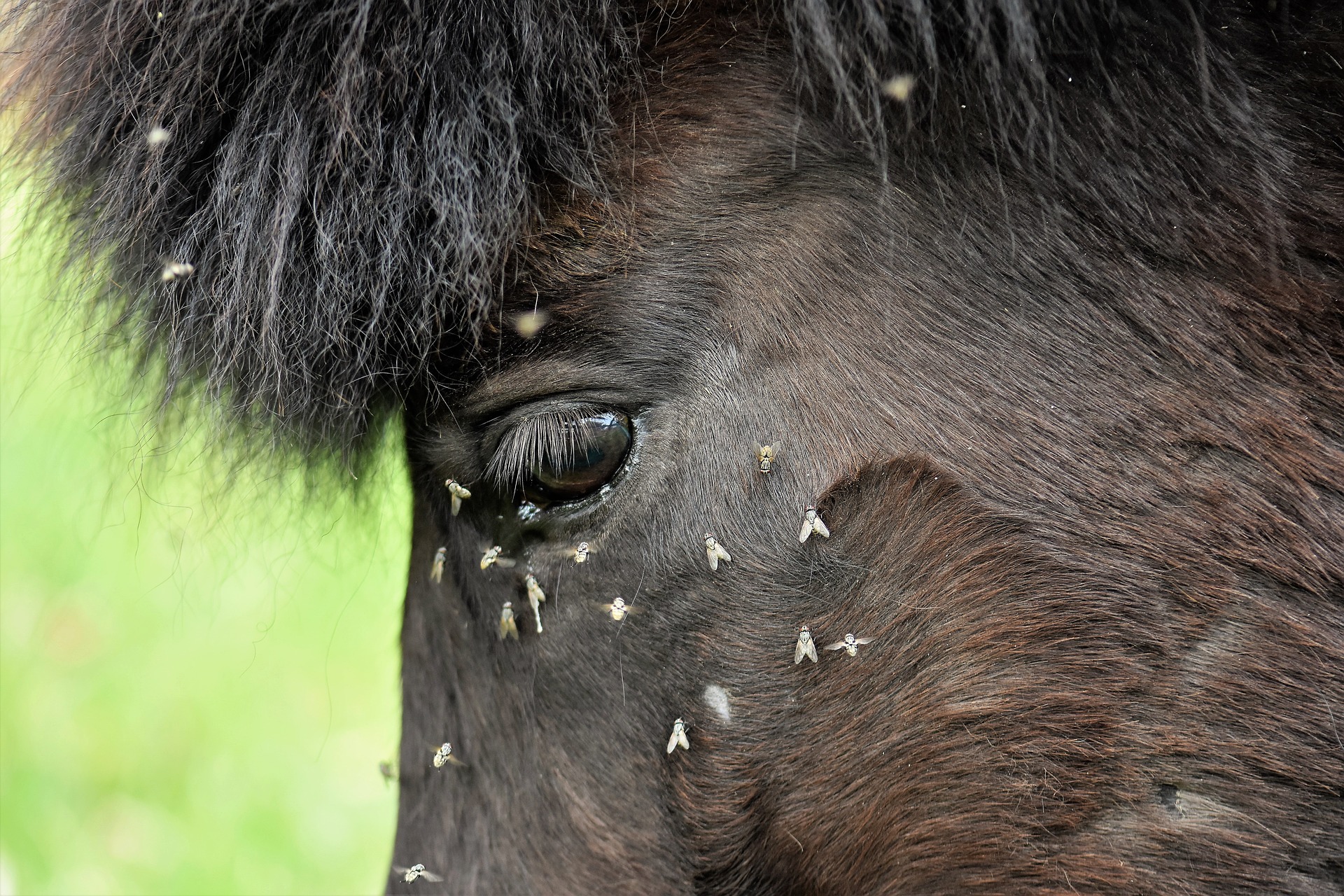 is fly spray bad for horses