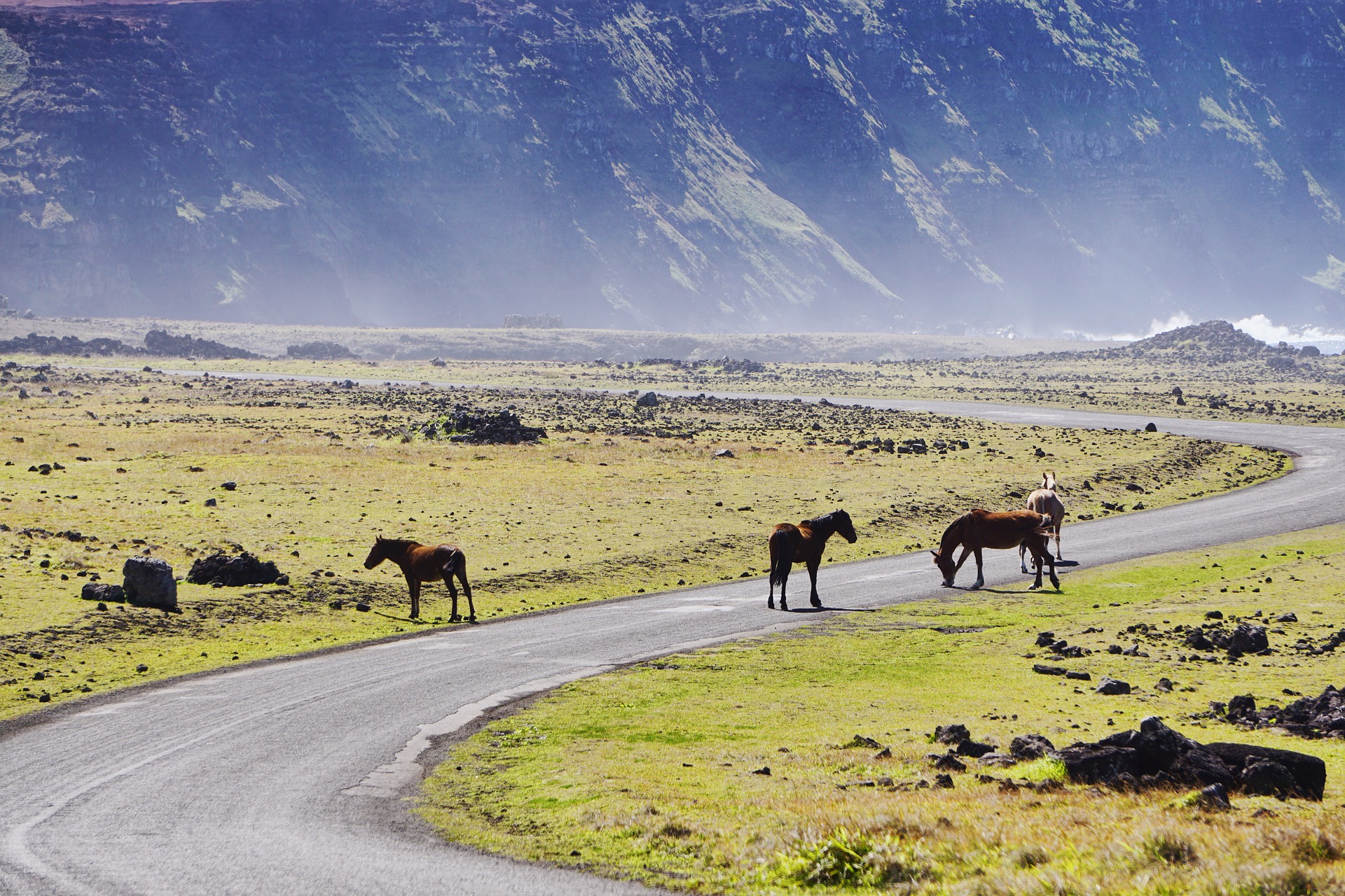 why do wild horses not need shoes