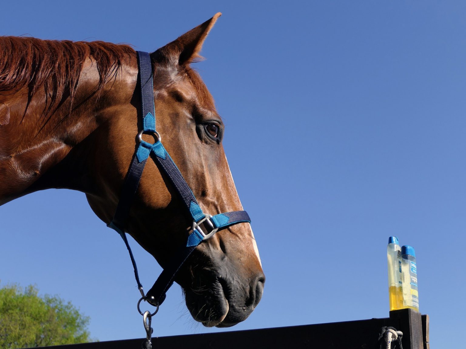 Best Horse Shampoo & Conditioner: How to Choose - Equineigh