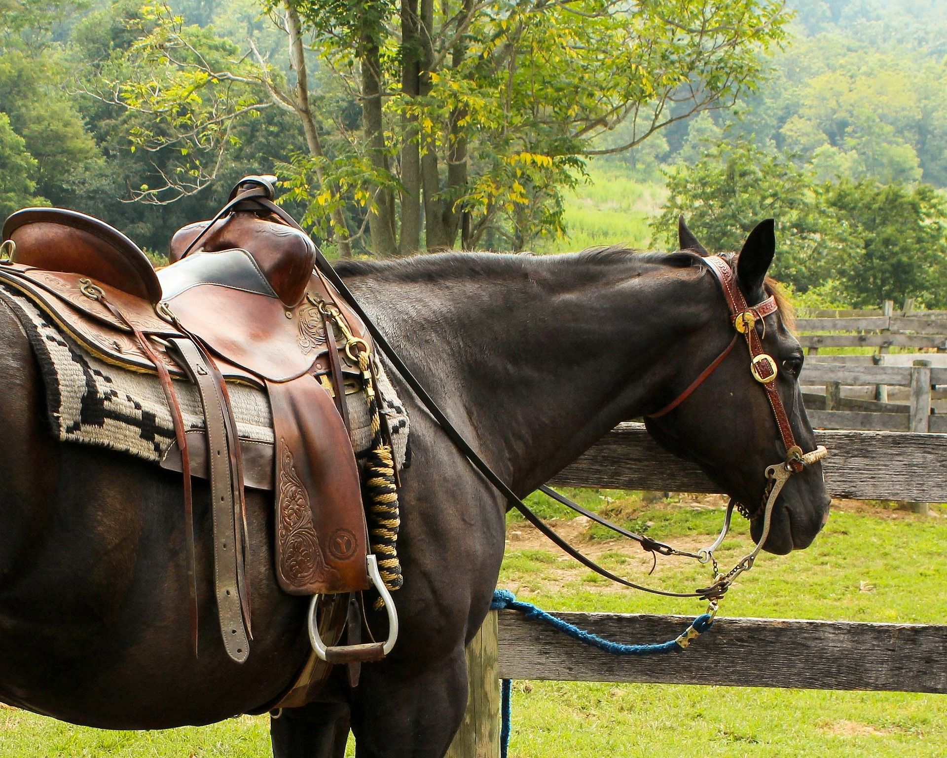 The 5 Best Western Saddles: Reviews & Buying Guide - Equineigh