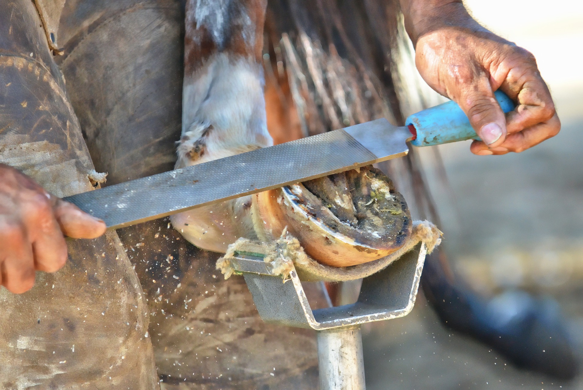 farrier fixing horse shoe