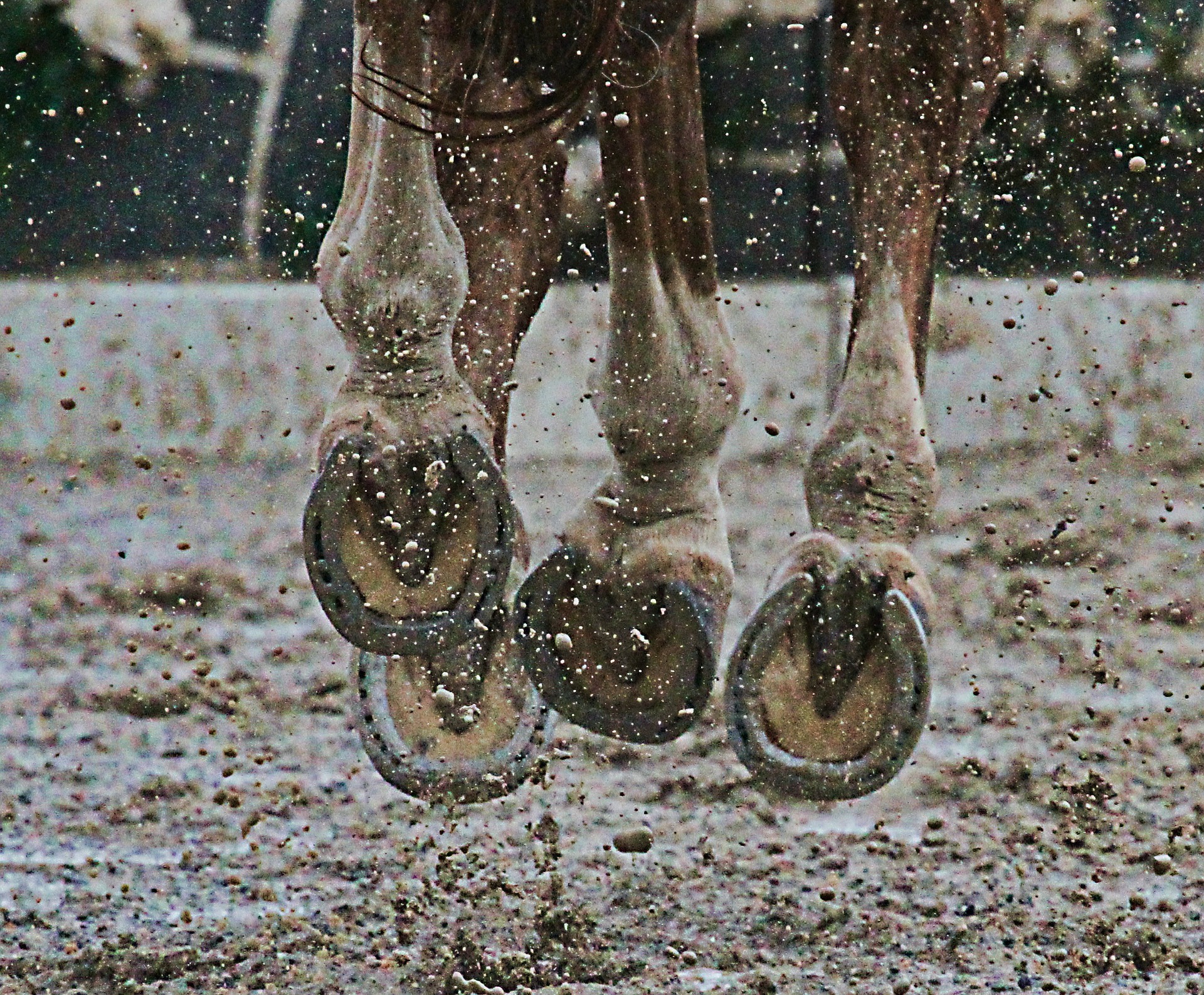 horse shoes