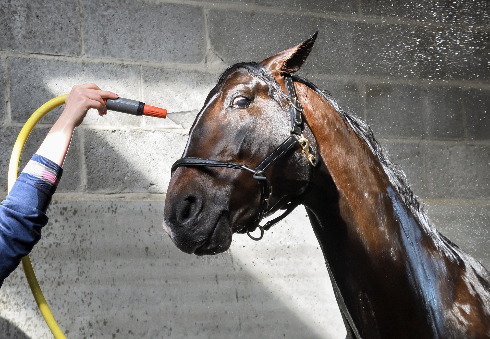 how to shampoo a horse