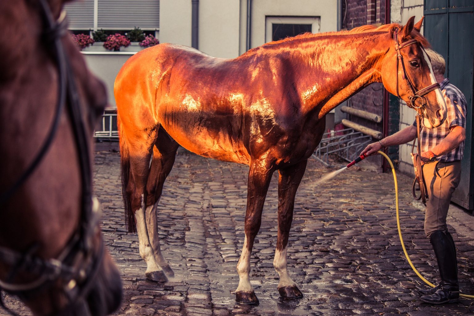 Best Horse Shampoo & Conditioner: How to Choose - Equineigh