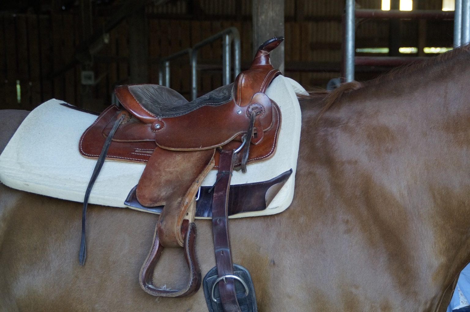 Best Western Saddles [Buying Guide & Reviewed & Compared] 2024