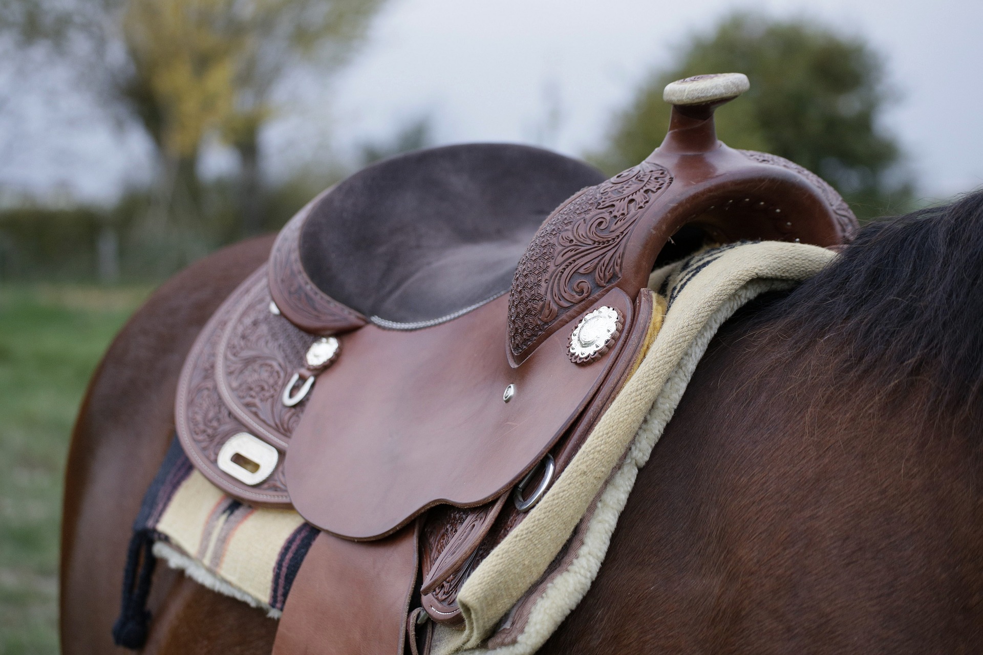 The 5 Best Horse Saddles For All Riding Disciplines In 2022 Equineigh