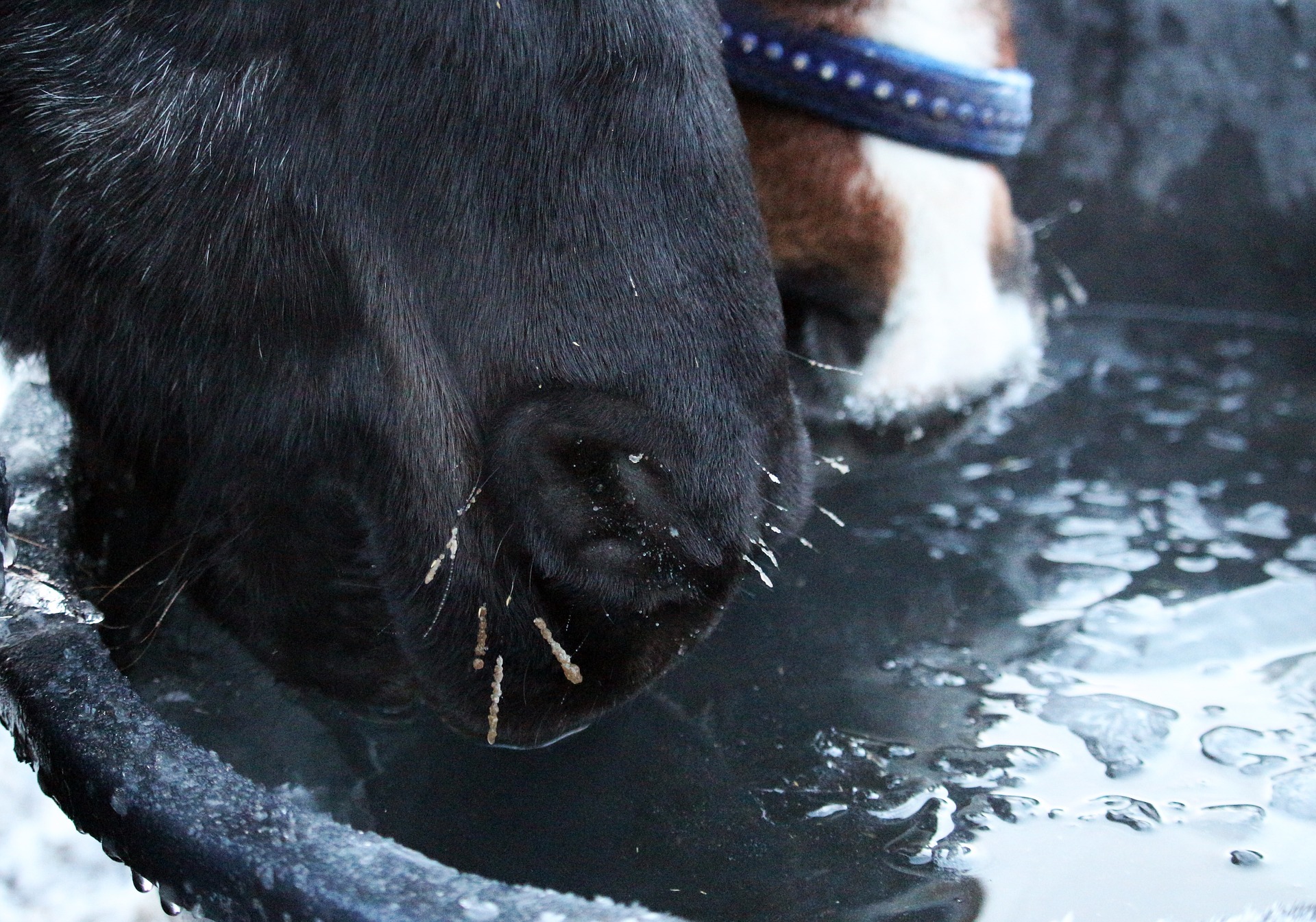how to keep horse water from freezing without electricity