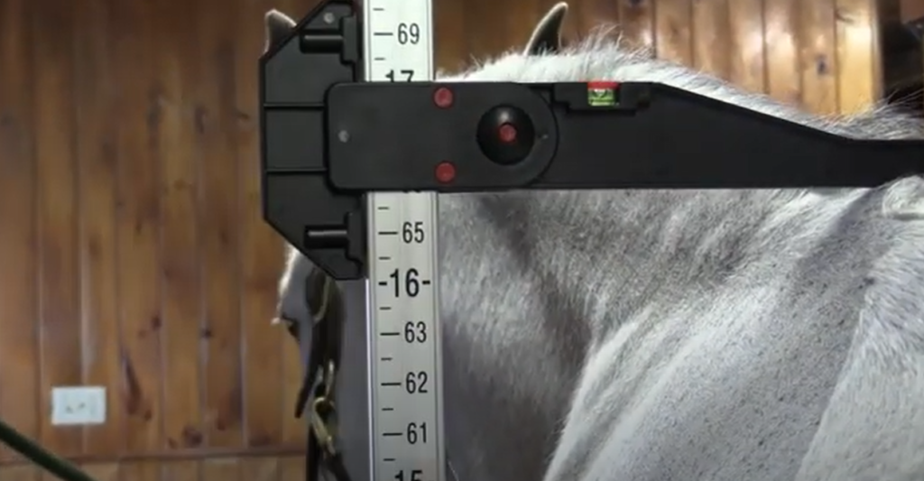 How Do You Measure The Height Of Horses at Carlton Boyd blog