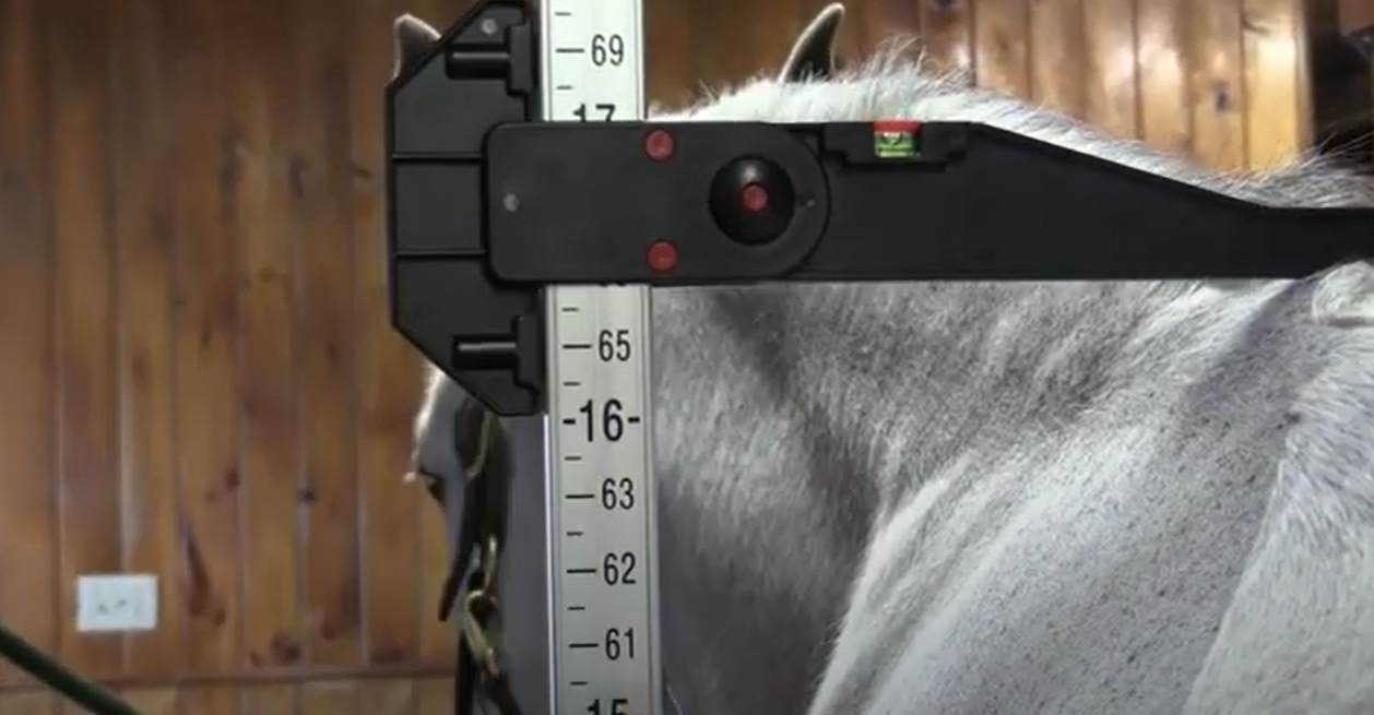 average horse height
