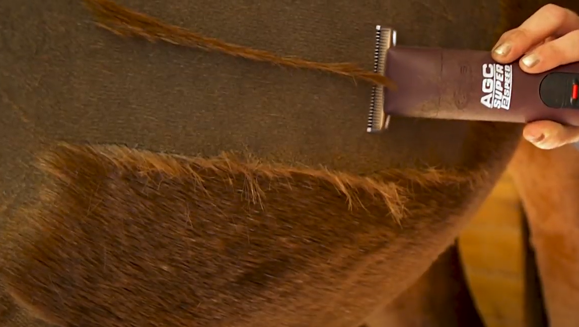 clipping your horse