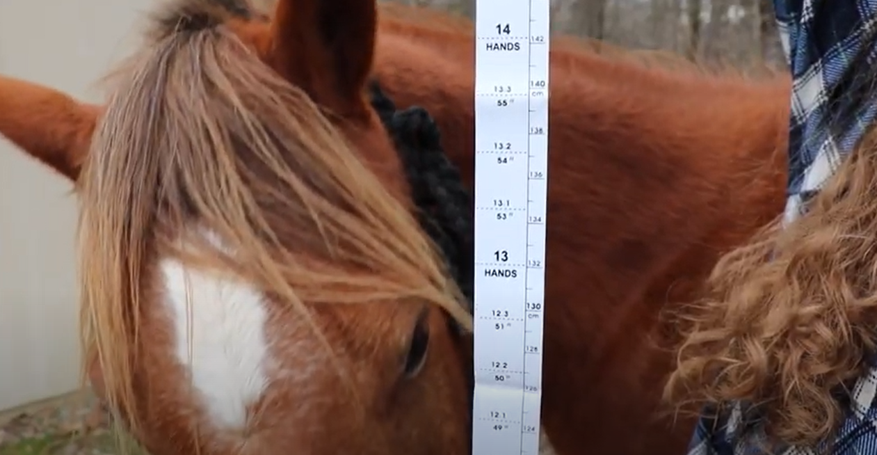 measuring your horse in hands