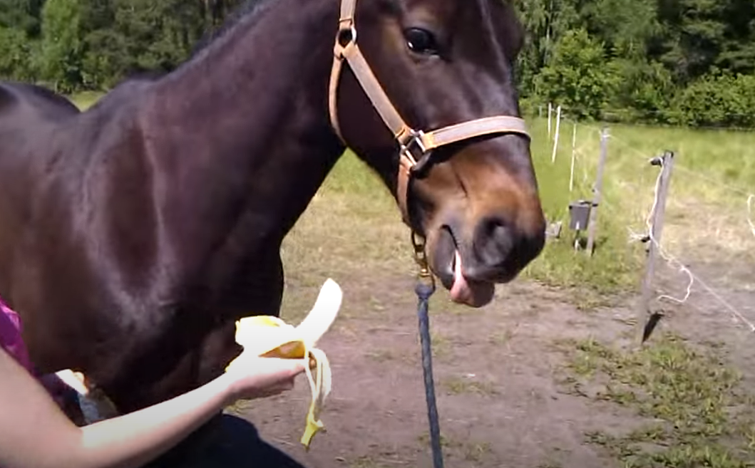 bananas are good for horses in moderation