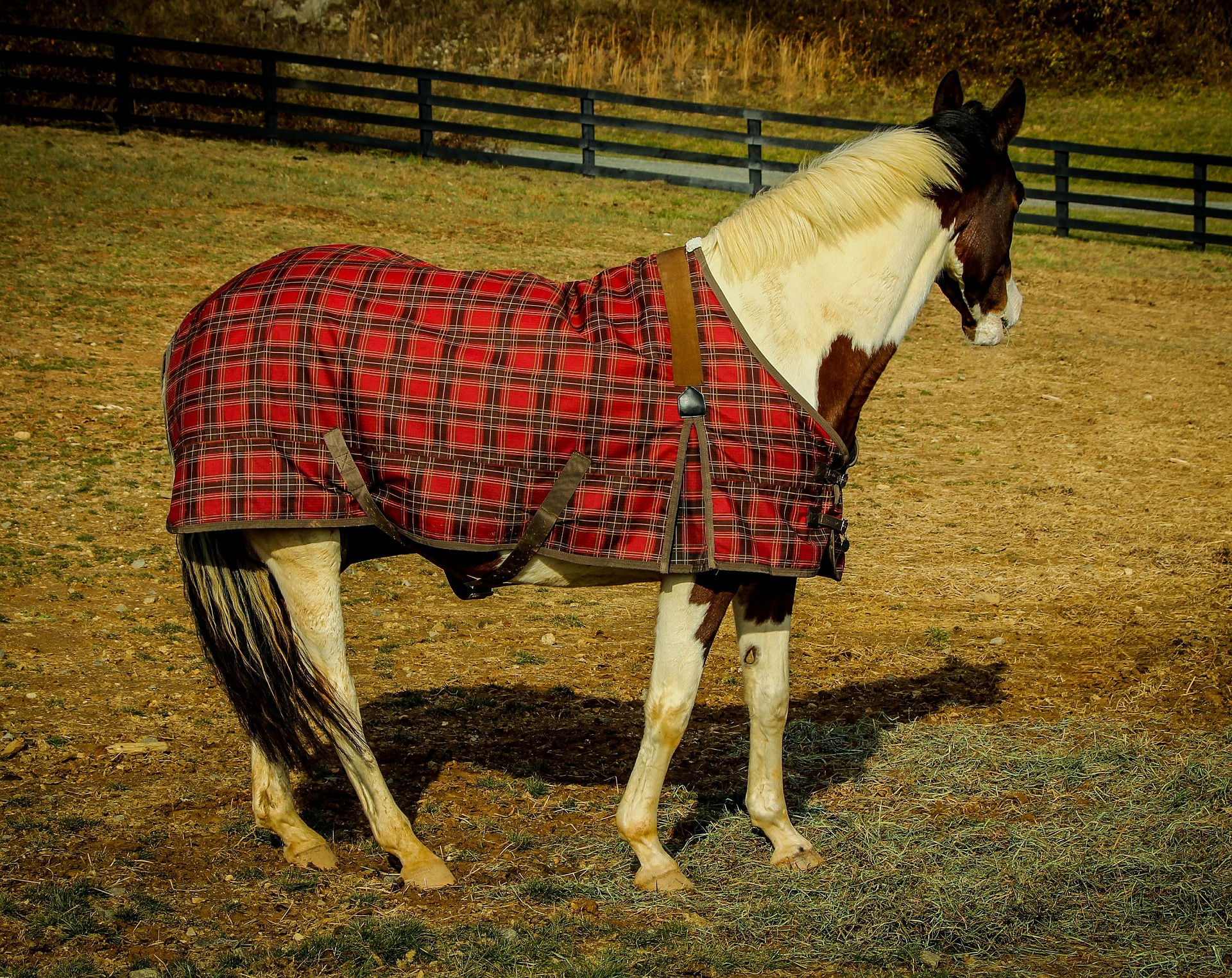 best horse blankets