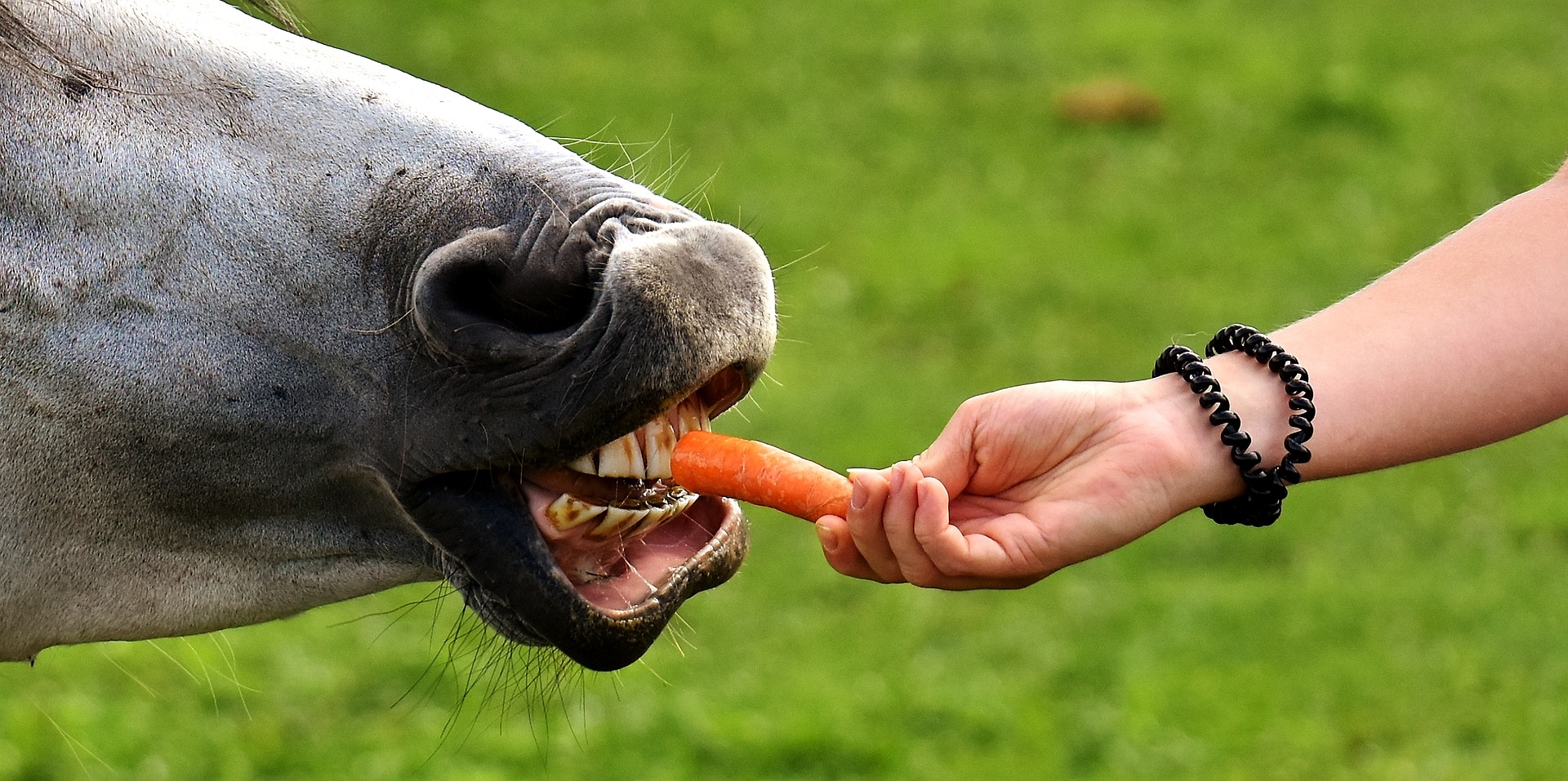 other fruit and veggies horses eat include carrots