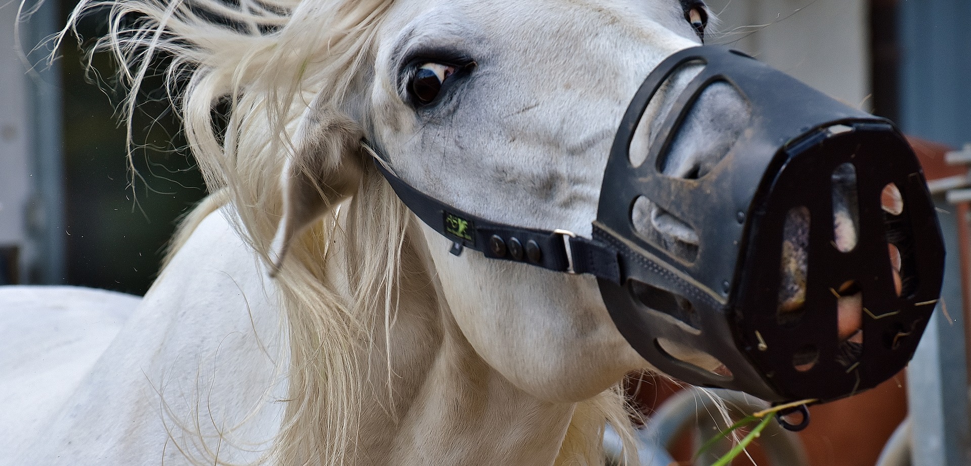 best grazing muzzle for horses