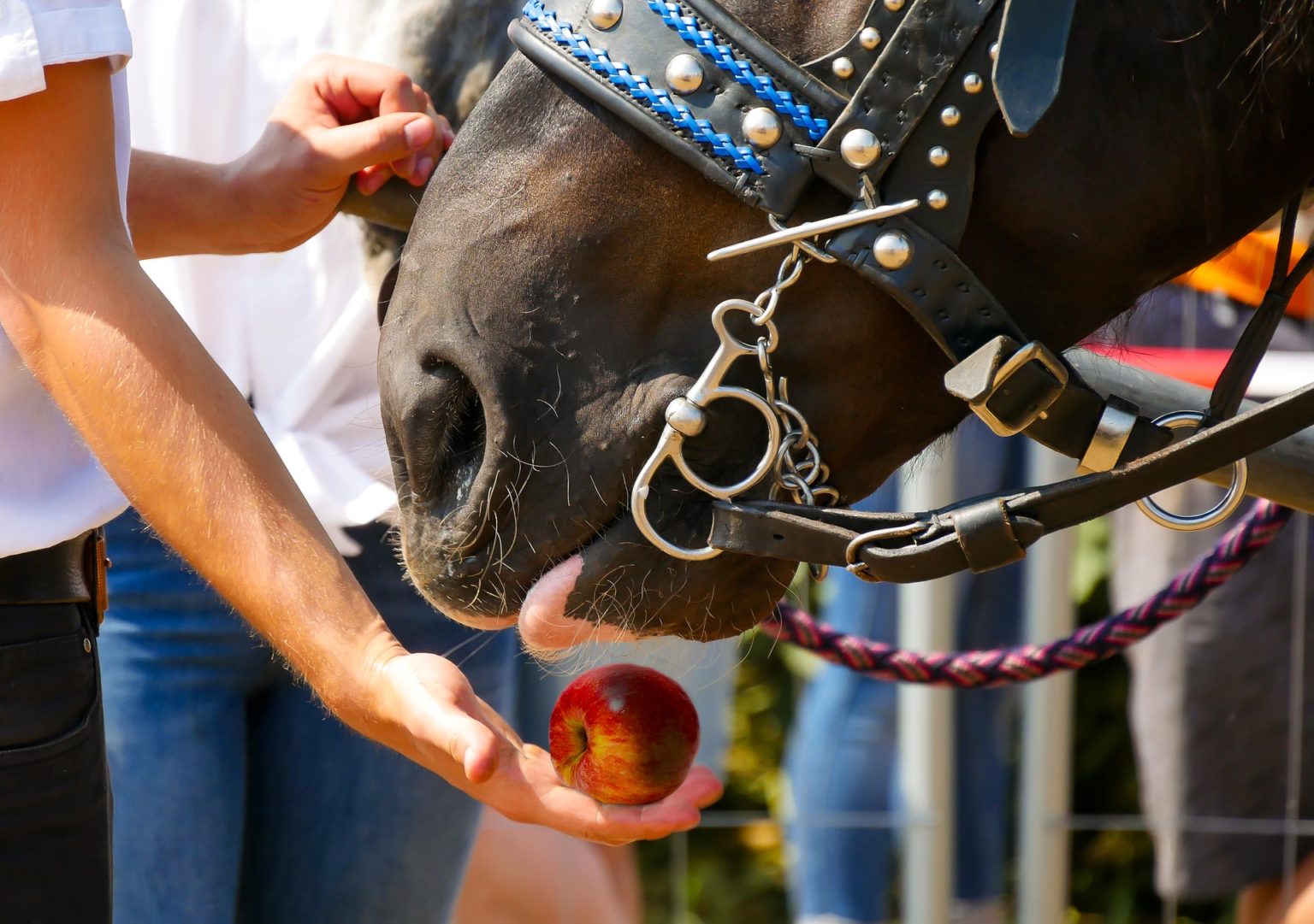Best Horse Treats [7 Healthy Equine Snacks & How to Feed] Equineigh