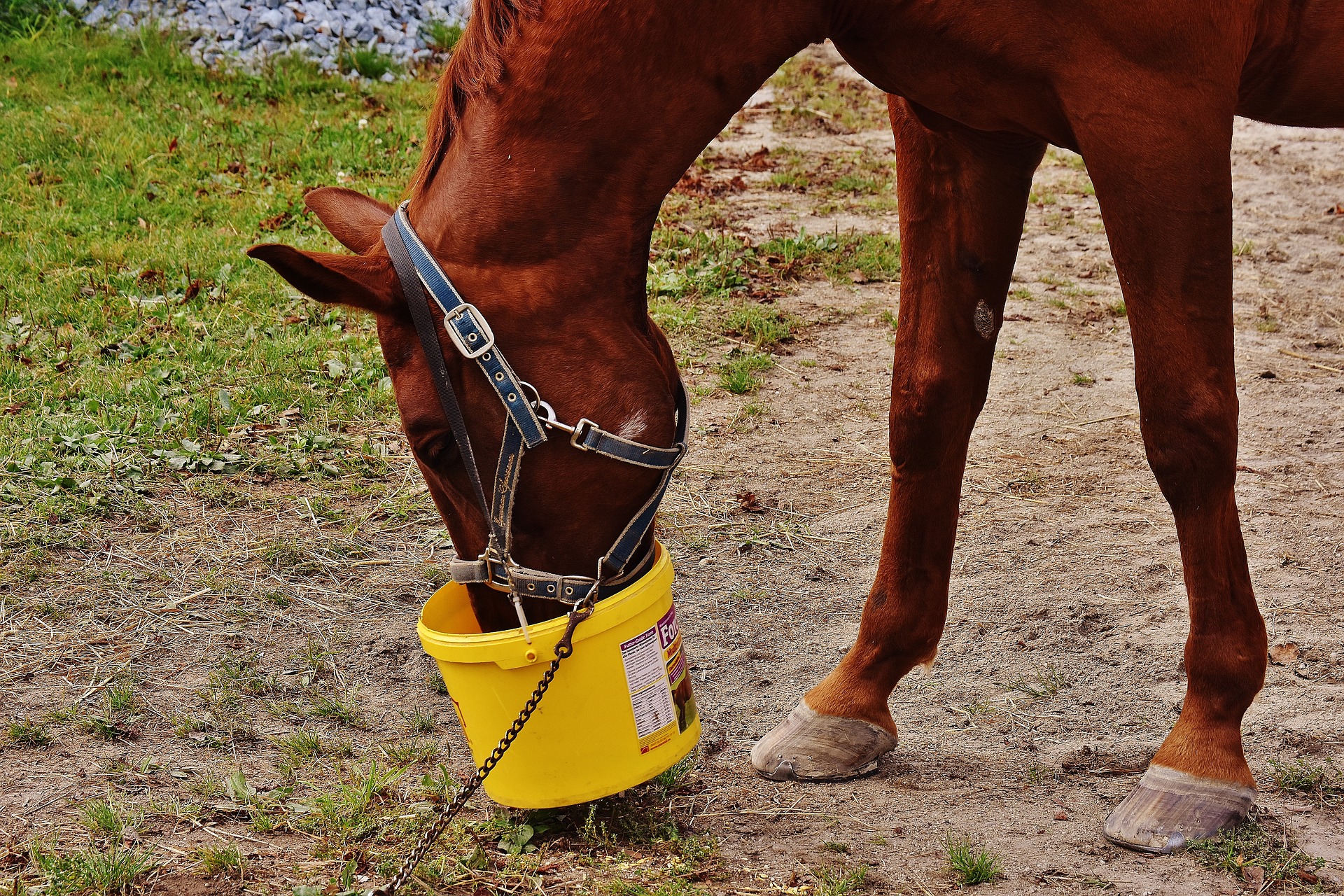 healthy horse treats in a bucket