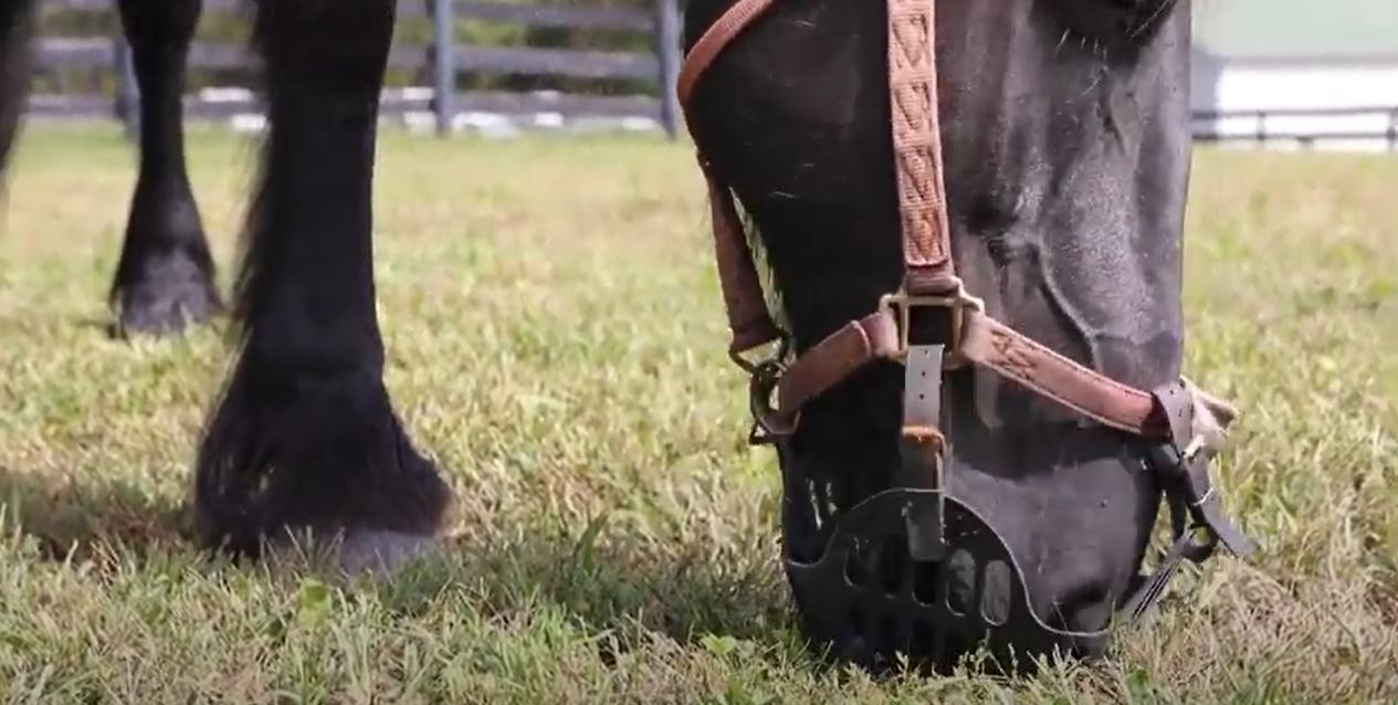 limit horse from grazing grass with muzzle