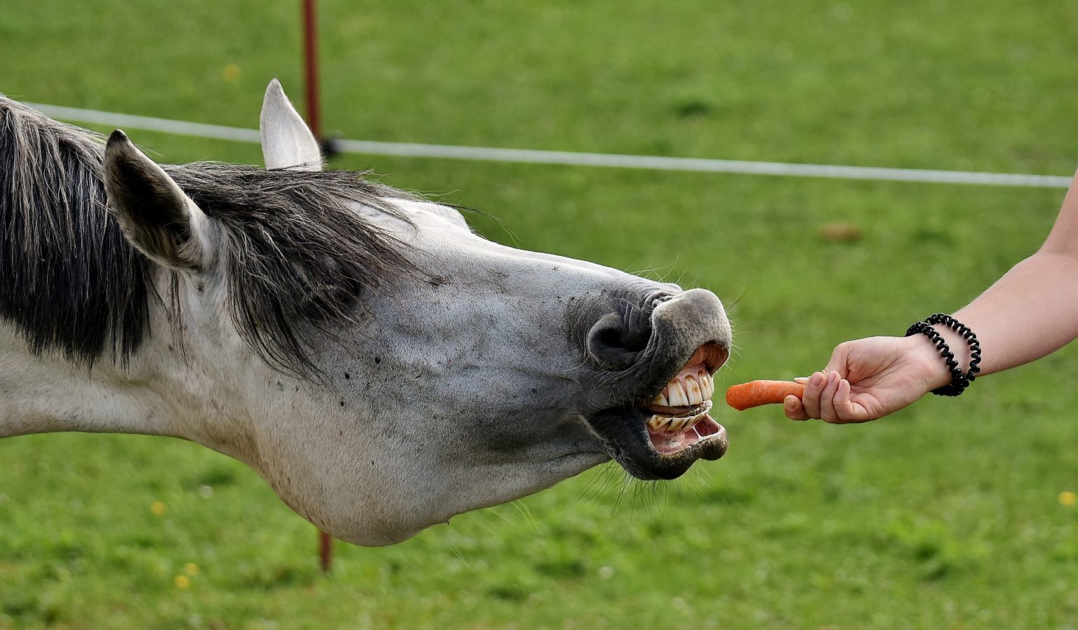 Best Horse Treats [7 Healthy Equine Snacks & How to Feed] - Equineigh