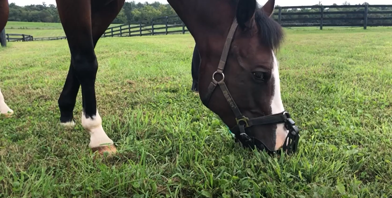 using a grazing muzzle for horses