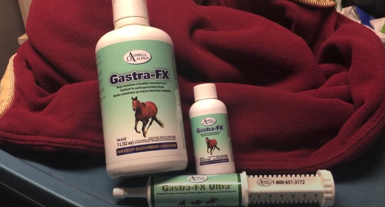 best probiotics for horses