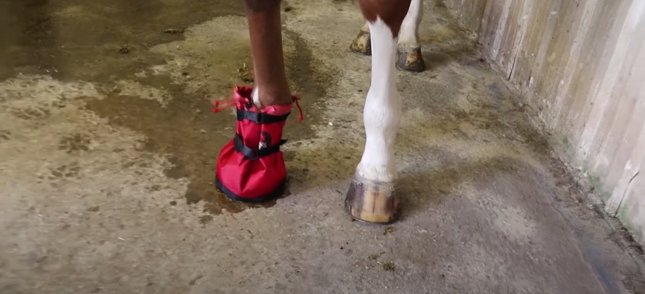 hoof soaking boot for horses