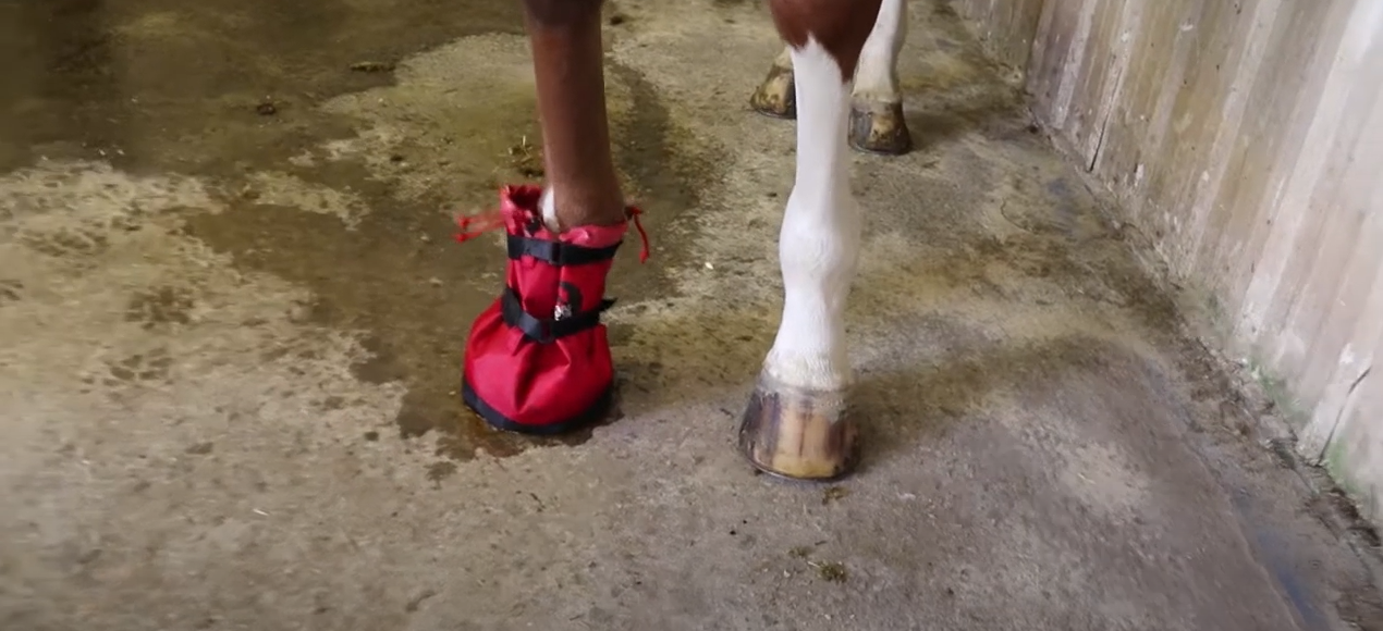 Horse Hoof Soaking Boot - Waterproof PVC Treatment Bag For Equine Leg & Hoof Care With Secure Straps