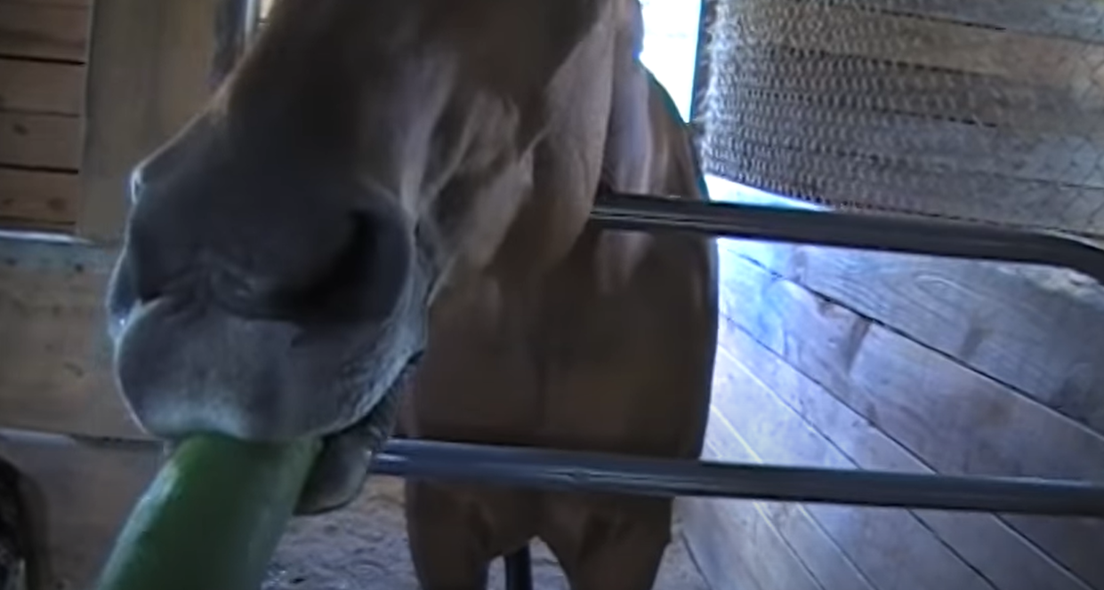 horse eating cucumber