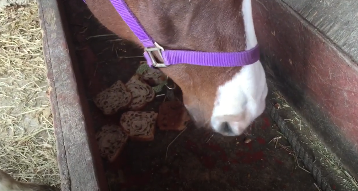 horses eating raisin bread