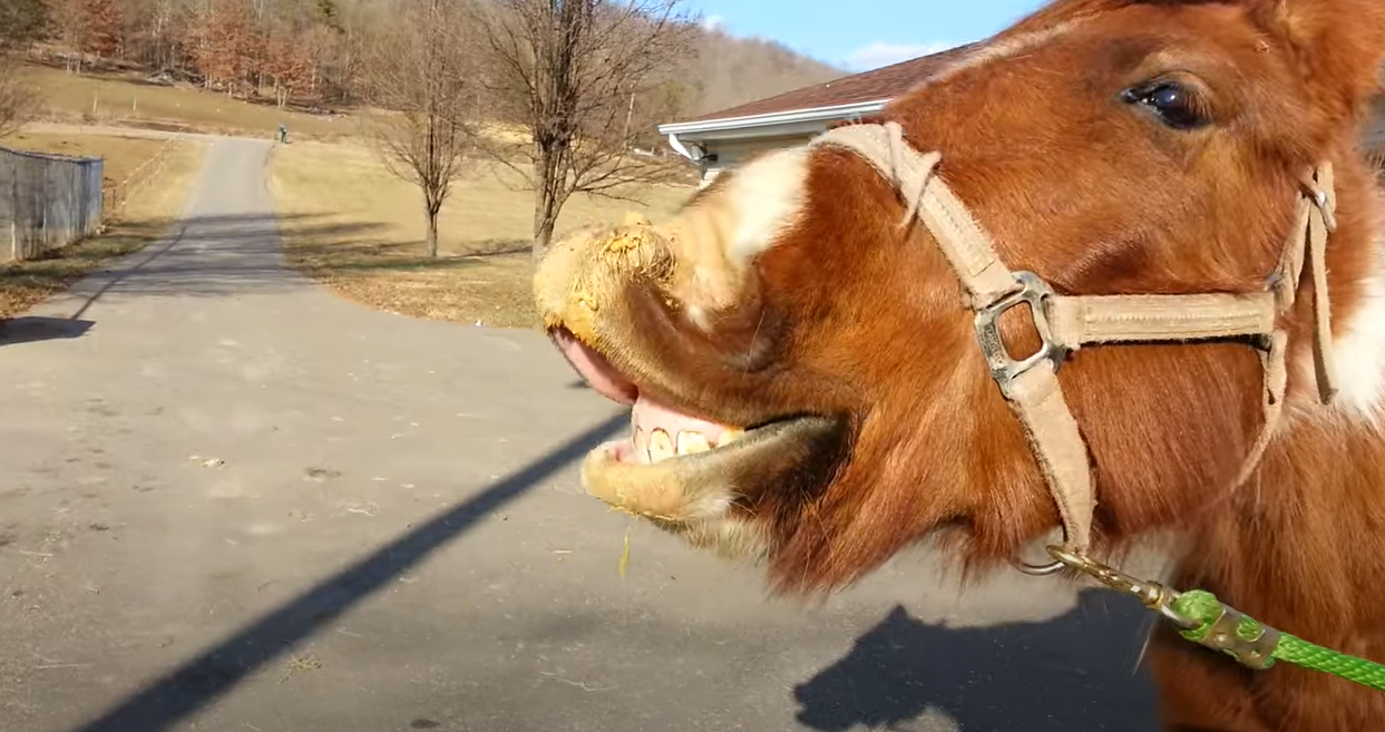 horses reaction to peanut butter