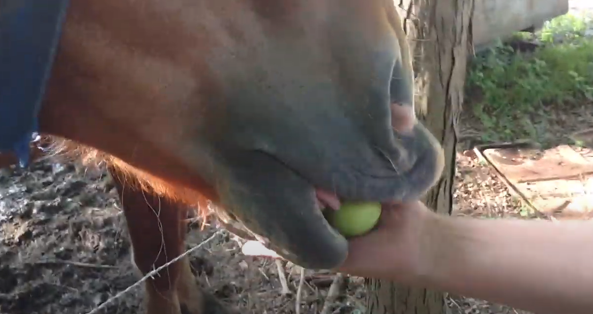 how many apples can a horse eat a day