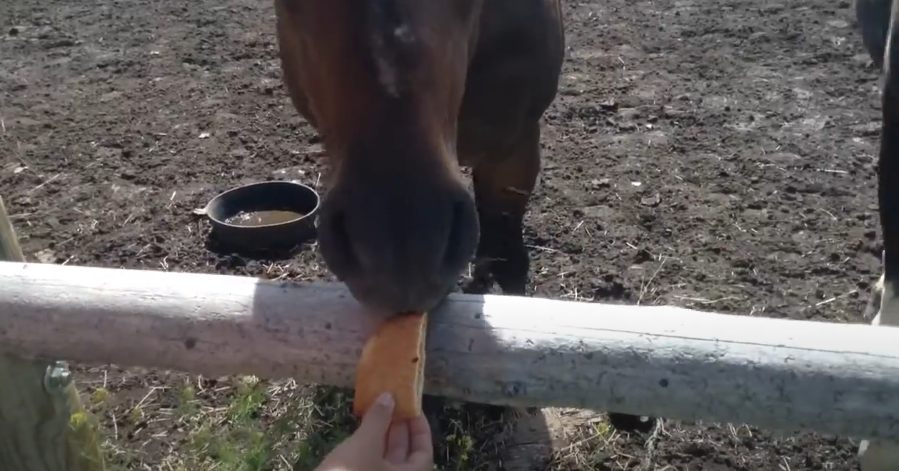 peanut butter and jelly sandwich for horses