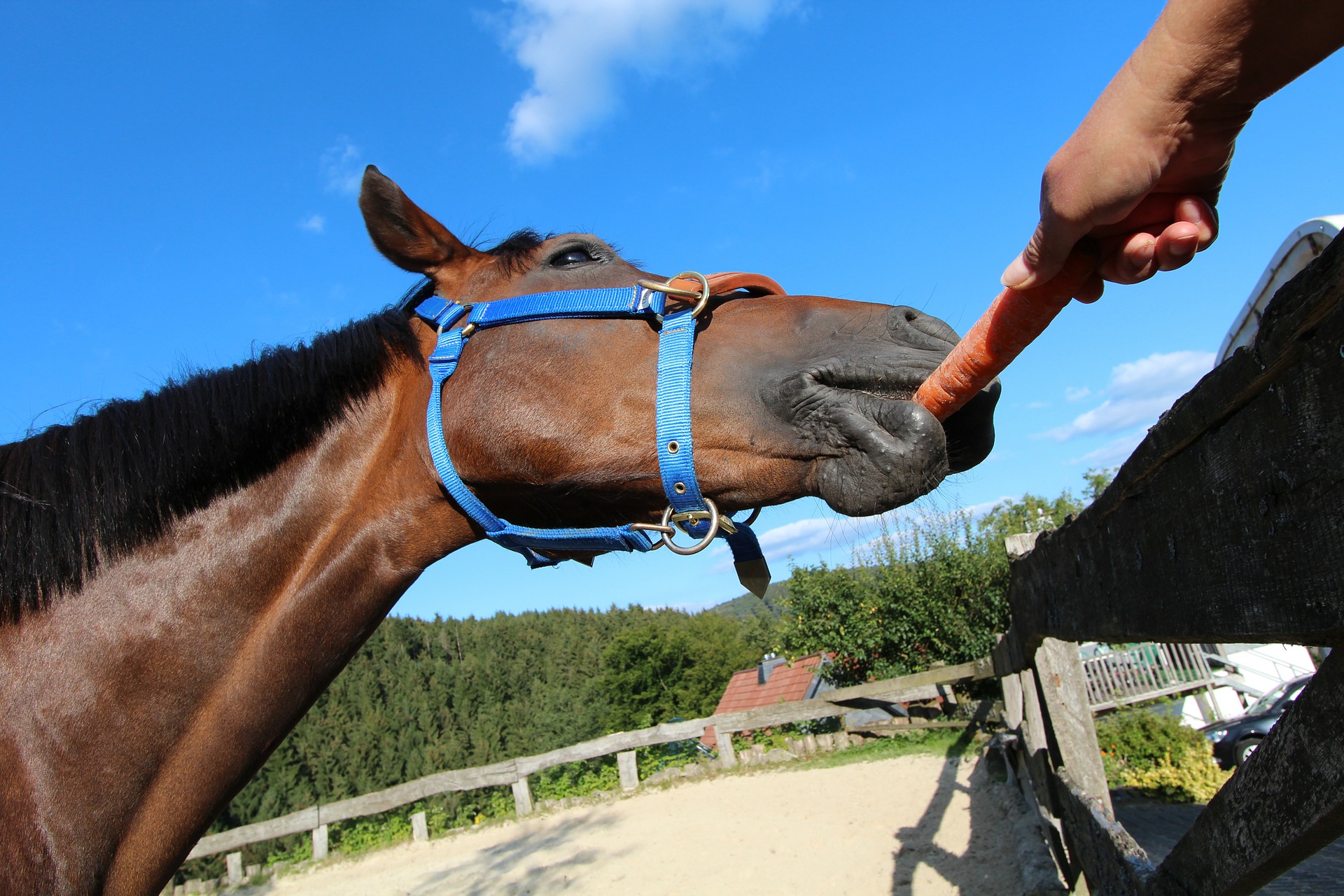 can horses eat carrots