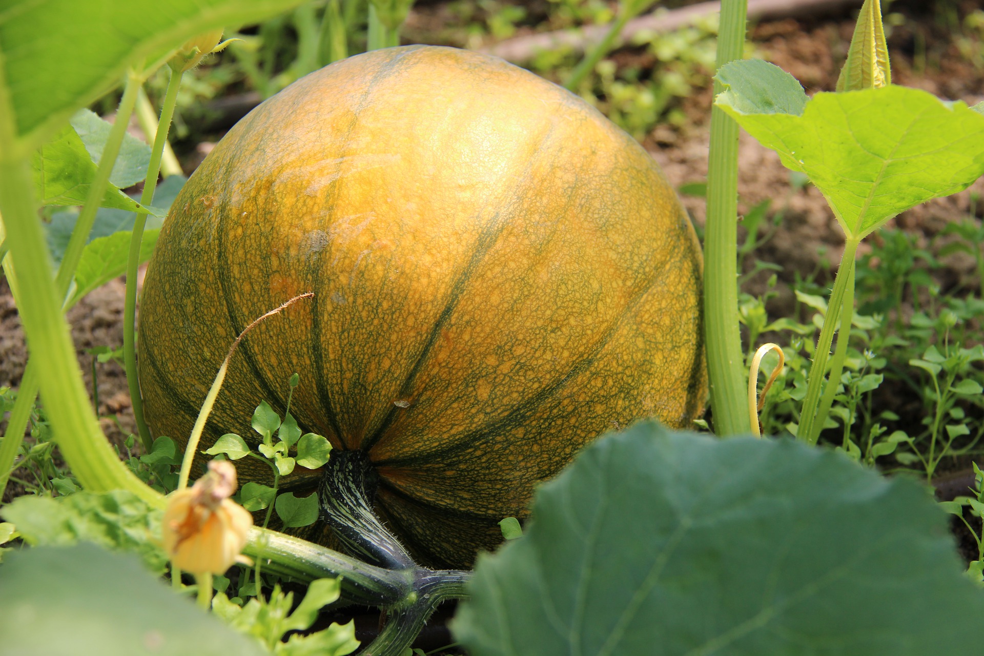 can horses eat pumpkin vines