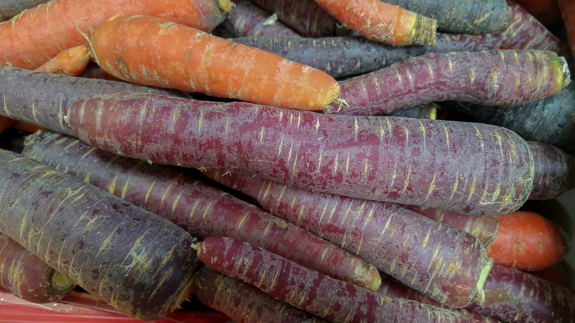 diferent colored carrots