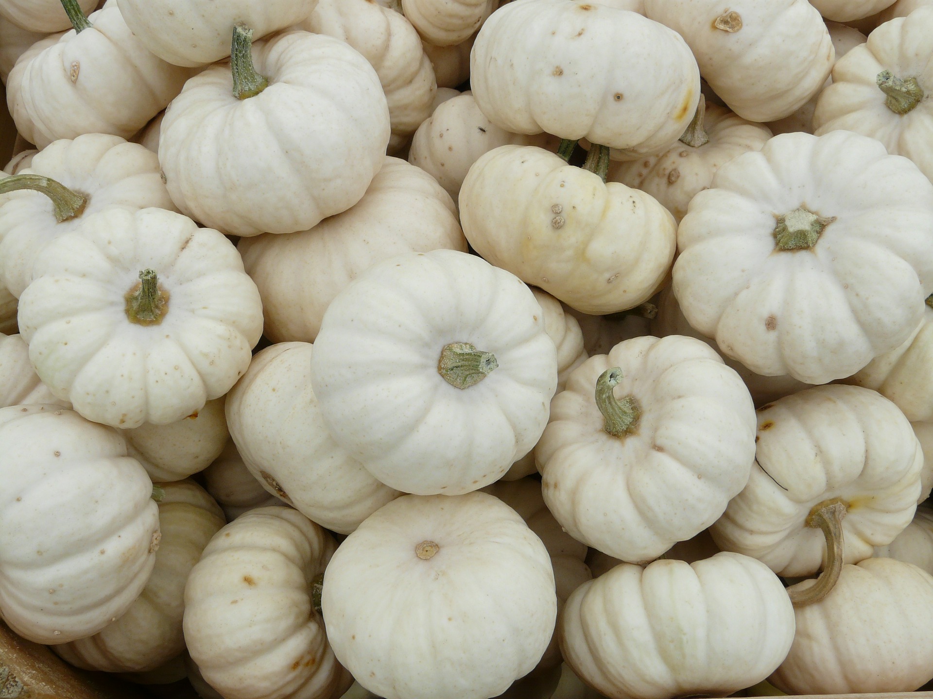 do not feed white pumpkins to horses