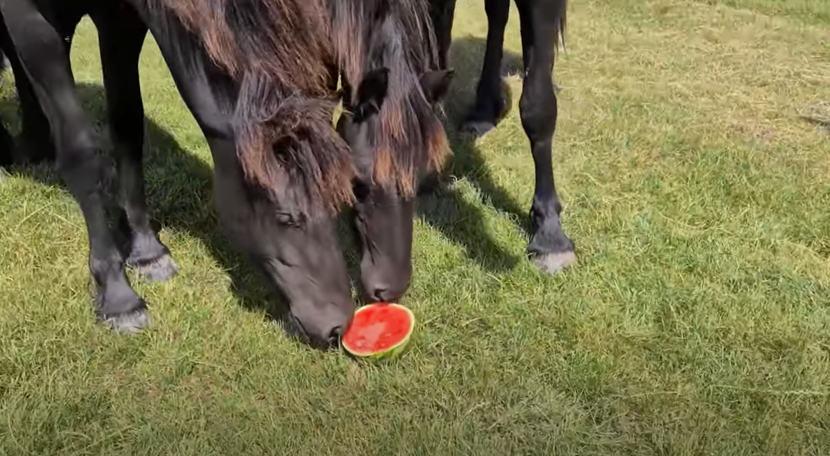 is watermelon healthy for horses