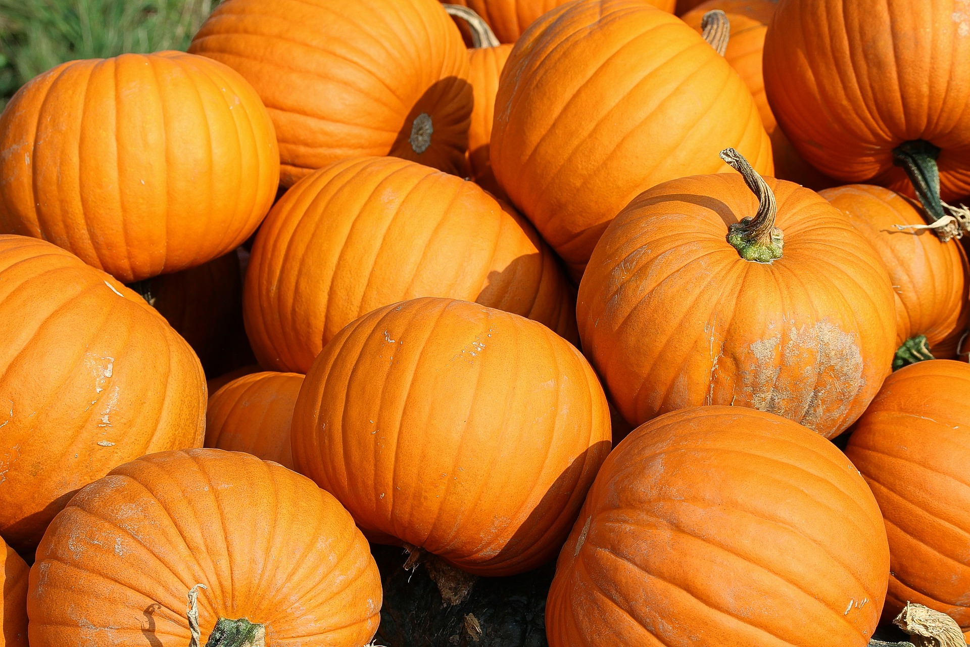 warnings about feeding pumpkin to horses