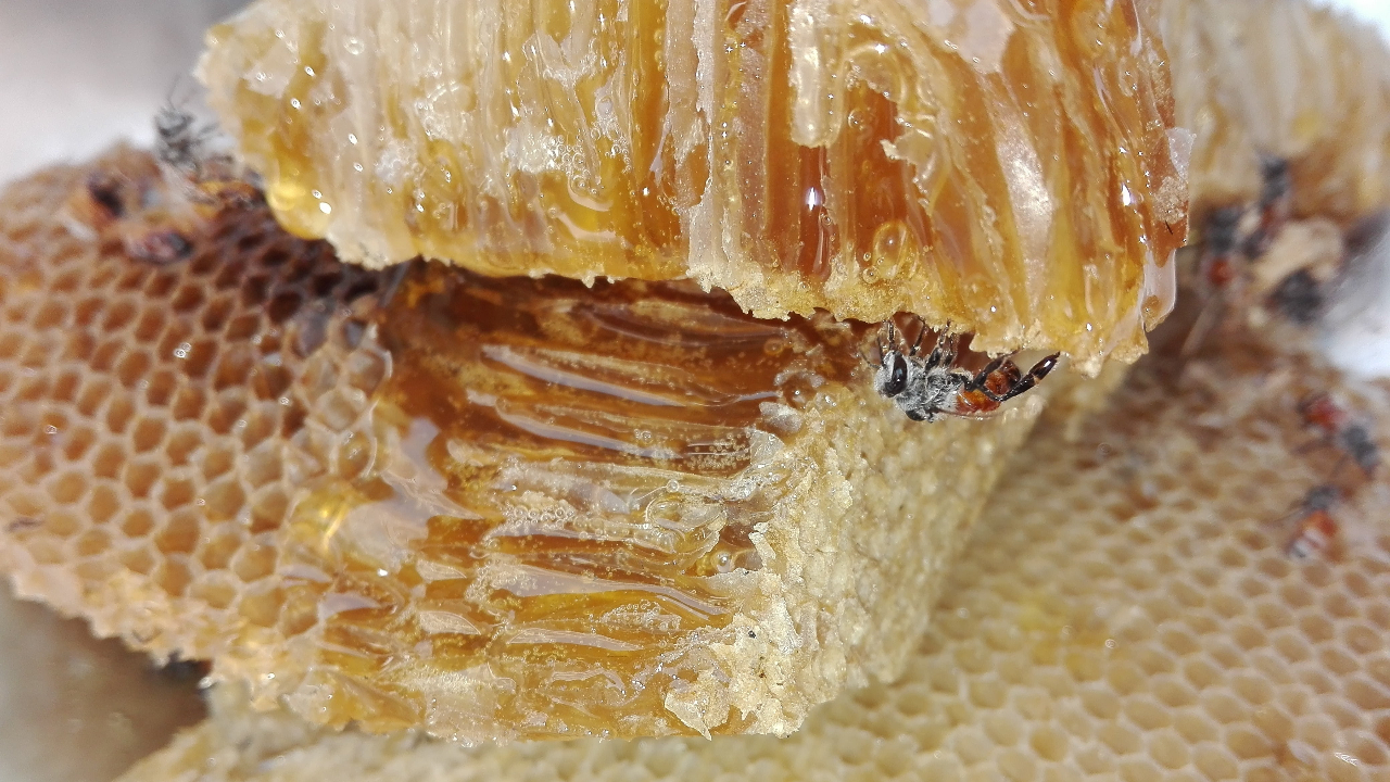 why you should feed your horse honey